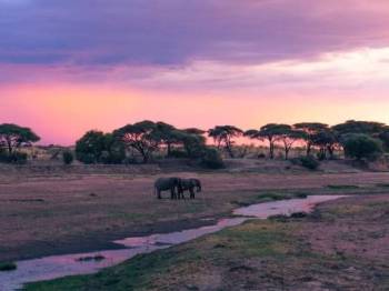 Ruaha National Park Giant Predator Safari Tour