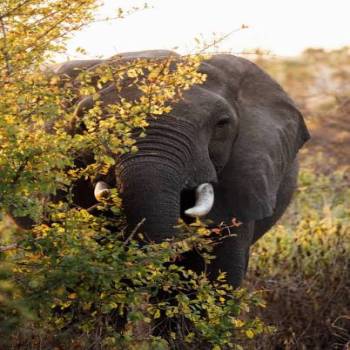 Ruaha National Park Giant Predator Safari Tour