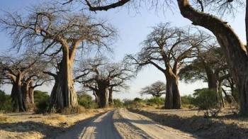 Ruaha National Park Giant Predator Safari Tour