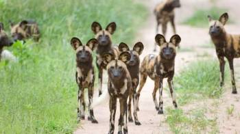 Ruaha National Park Giant Predator Safari Tour