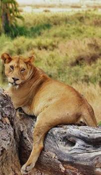 Nyerere National Park Wild Boat - Game Safari Tour