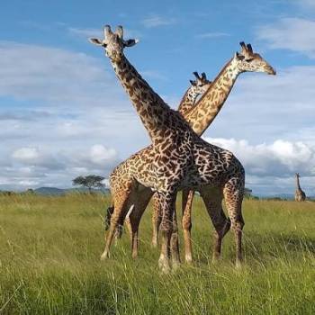 Mikumi National Park Wildlife Weekend Escape Tour