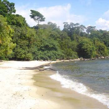 Rubondo Island Chimpanzee - Wilderness Sanctuary Tour