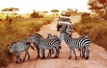 Classic Serengeti Endless Plains Wildlife Safari