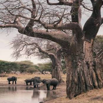 Tarangire Elephant Empire Safari Tour
