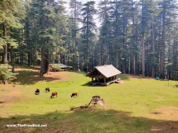4N - 5D Manali Couple Tour Package