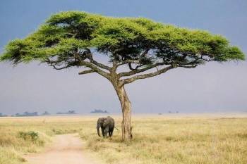 Ngorongoro Tour Packages