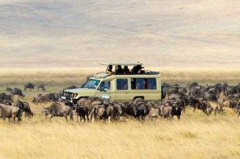 Serengeti 7 Days Safari Tour