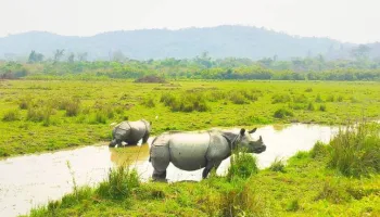 Kaziranga 3n 4d Itinerary