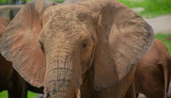 Exclusive Tarangire Private Day Tour