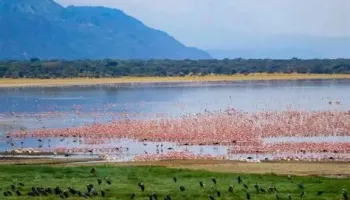 Lake Manyara Day Tour
