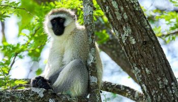 5D Tarangire-Serengeti And Ngorongoro Crater Joining Group Camping Safari Tour