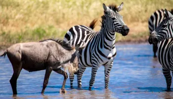 6 Days Wildebeest Migration - Joining Group Camping Tour