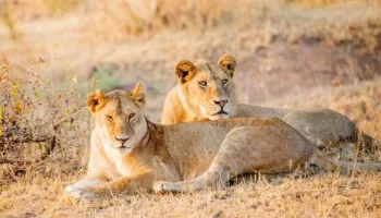 9D Wildebeest Migration Tarangire-Serengeti-Ngorongoro And Lake Manyara Private Camping Tour