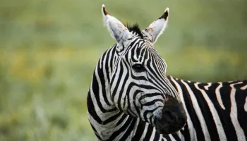 3-Day Northern Migration Safari - Tarangire And Ngorongoro Crater Tour