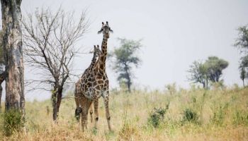 5 Day Tanzania Wildlife Mid-Range Lodge Safari Tour