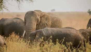 7 Days Mid-Range To Serengeti Wildebeest Migration Tour