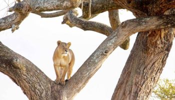 8 Days Mid-Range Serengeti Wildebeests Migration Tour