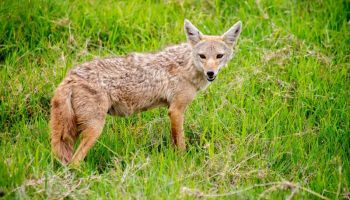 9 Days Private Experience Tanzania Safari - Culture Tour