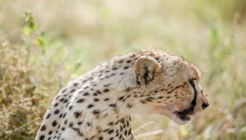 3 Days All Inclusive Luxury Fly Into Serengeti Migration Tour