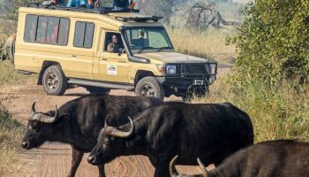 5 Day Fly Into Serengeti Great Migration Tour From Zanzibar