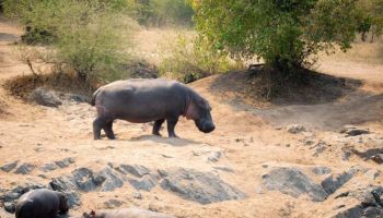 7 Days Group Safari To Serengeti Wildebeest Migration Tour