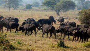 8 Days Group Safari - Tarangire - Lake Manyara - Serengeti - Ngorongoro Tour