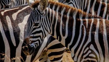 4 Days Safari In Ndutu Tour