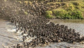 4 Days Masai Mara River Crossing Tour