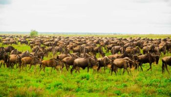 6 Days Migration Safari In Ndutu Tour