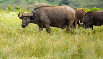 6 Days Migration Northern Serengeti Tour