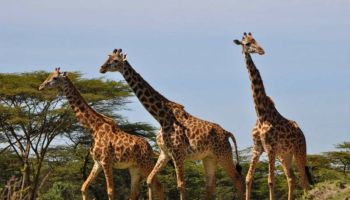 8 Days Wildebeest Tanzania Migration Safari Tour