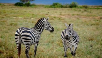 10 Days Safari Calving Migration And Culture Tour