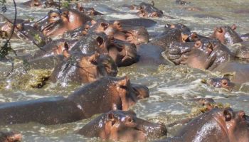 4 Days Private Mara River Crossing Migration In Serengeti Tour