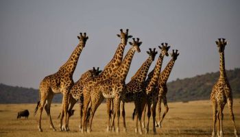 7 Days Serena Experience To Serengeti Great Migration Tour