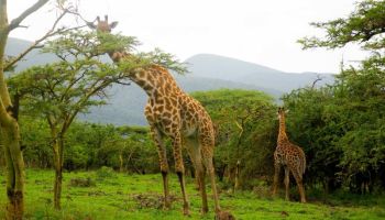 7 Days Private Luxury Serengeti Wildebeest Migration Tour