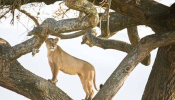 14 Days Romantic Getaway Serengeti Honeymoon Safari Tour