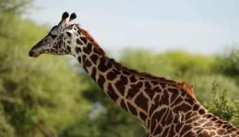 4 Days Tarangire - Lake Manyara And Ngorongoro Safari Tour