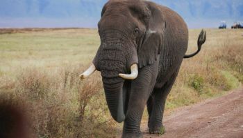 5 Days Big Five Lodge Tour And Cultural Experience