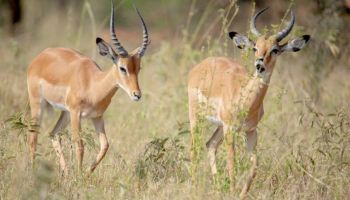 9 Days Private Safari And Cultural Experience Tour