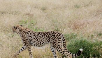 10 Days Great Wildebeest Migration - Lake Natron Tour