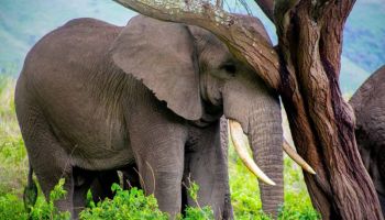 12 Days Tanzania Big Five Private Experience Tour