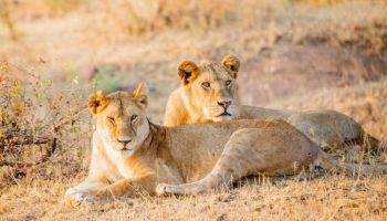 12 Days Tanzania Wildlife - Kilimanjaro And Culture Tour