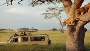 5-Day Luxury Tanzania Safari - Drive In - Fly Out
