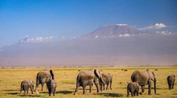 12-Day Kenya - Tanzania Safari Journey Tour