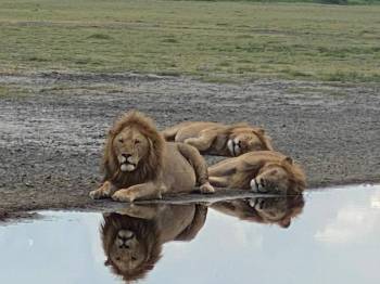 Ngorongoro Tour Packages