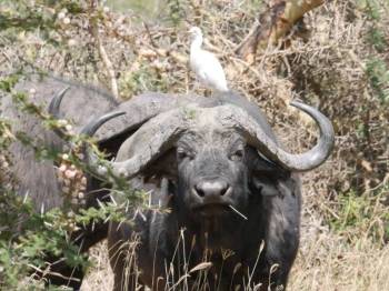 1 Day Trip Ngorongoro Crater