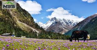 Lachung Tour Packages