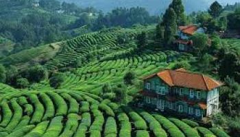 South India Hill Stations Tour-5N 6D