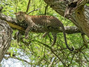 3 Days Ngorongoro Crater And Lake Manyara Safari Tour